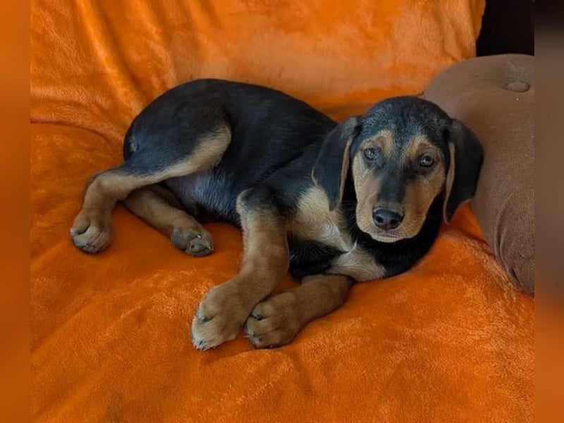 Vito – sanfter, neugieriger und verspielter junger Rüde