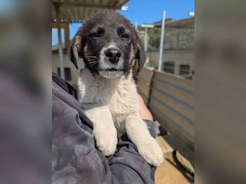 Bowie – fröhlicher kleiner Entdecker 