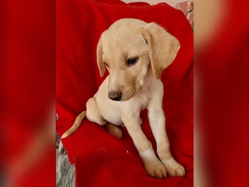 Jörgel – aufgeschlossener und verschmuster Jungspund ❣️