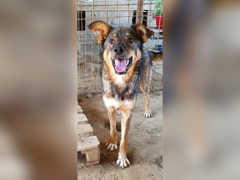 Rufus  (Santuhalm-Shelter Rumänien)