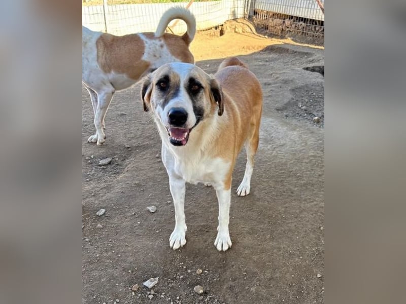 Lagatha sucht wundervolles Zuhause!