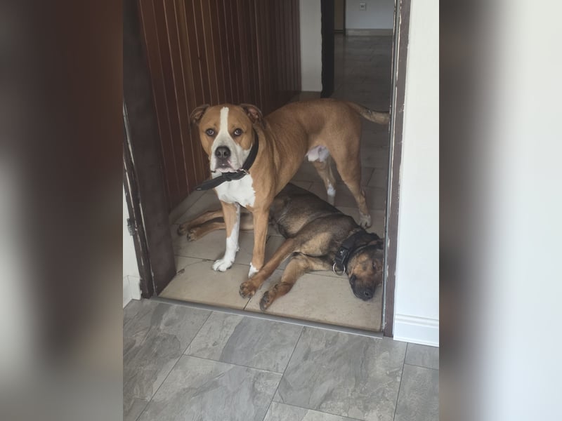 Traumhafter Malinois Mischling sucht liebevoller Famillie