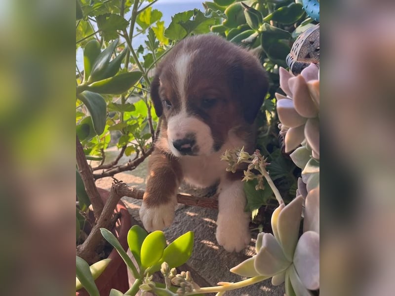 Bear - kleiner Kämpfer sucht sein großes Glück