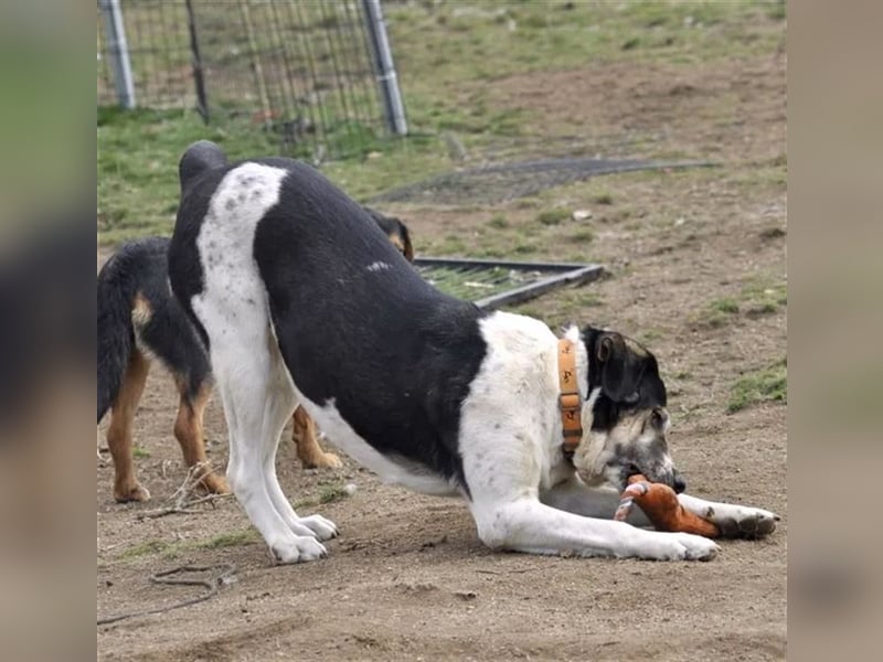 Komissa, eine Löwenmama die nun auch Geborgenheit und Liebe sucht!