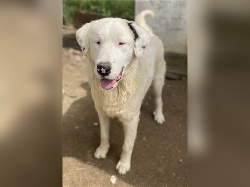 Ambar, geb. ca. 06/2023, lebt in GRIECHENLAND, auf einer privaten Pflegestelle