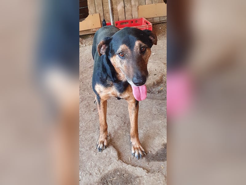 Karinu   Gnadenplatz gesucht