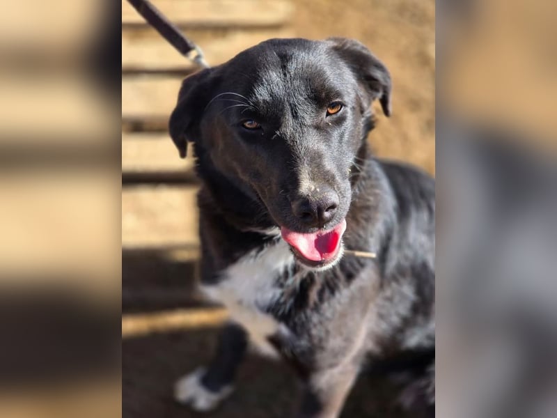 Emilia – wunderschöne schwarze Hündin 