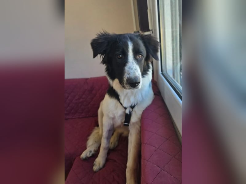 Lucy – die kleine Dame, die einfach vor der Tür stand 