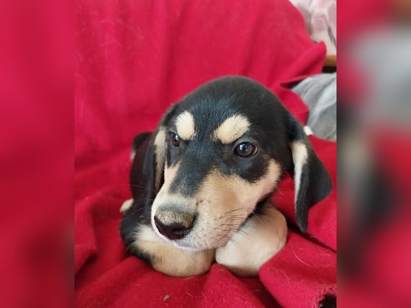 Shirley – fröhliche und neugierige kleine Abenteurerin ❣️