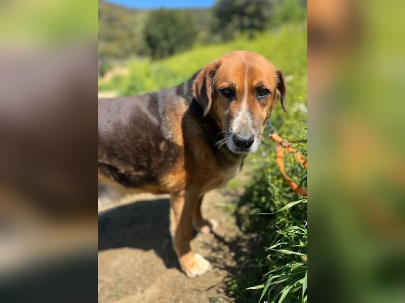 Angel – liebevoller Seniorin-Hund 