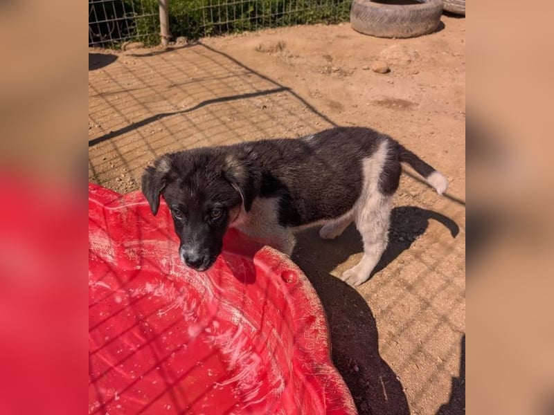 Bowie – fröhlicher kleiner Entdecker 