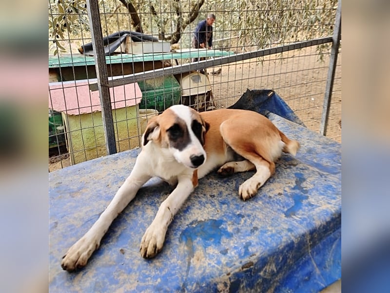 Lagatha sucht wundervolles Zuhause!