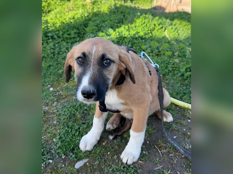 Rüde COOPER sucht ein Für-immer-Plätzchen