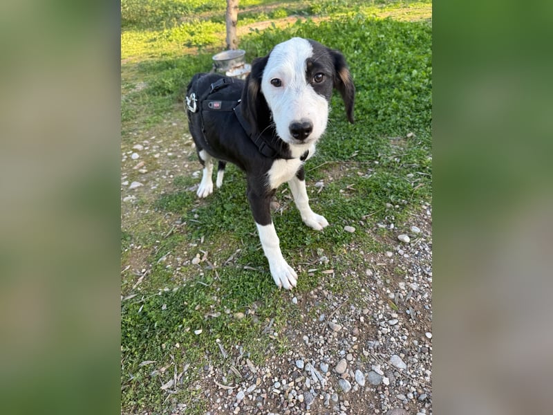 Hündin COSIMA sucht ein sicheres Körbchen