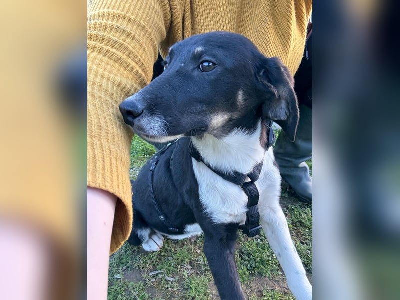 Hündin CANDY sucht ein liebevolles Zuhause