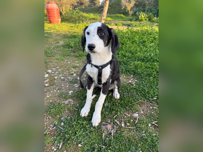 Hündin COSIMA sucht ein sicheres Körbchen