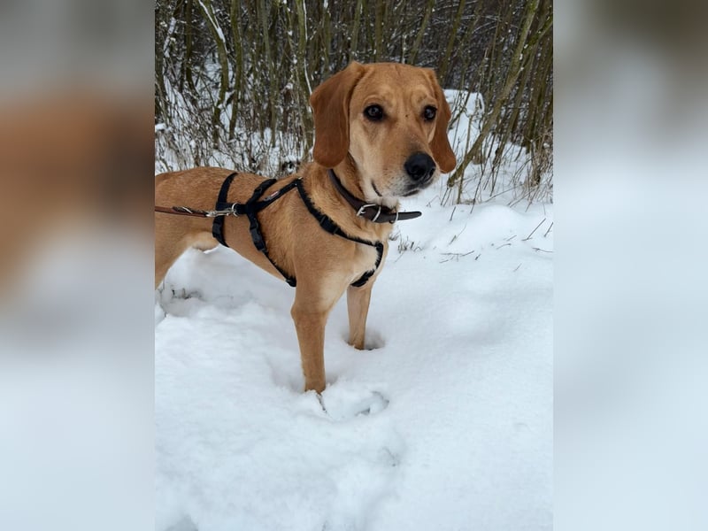 Hündin MARA sucht ein liebevolles Zuhause