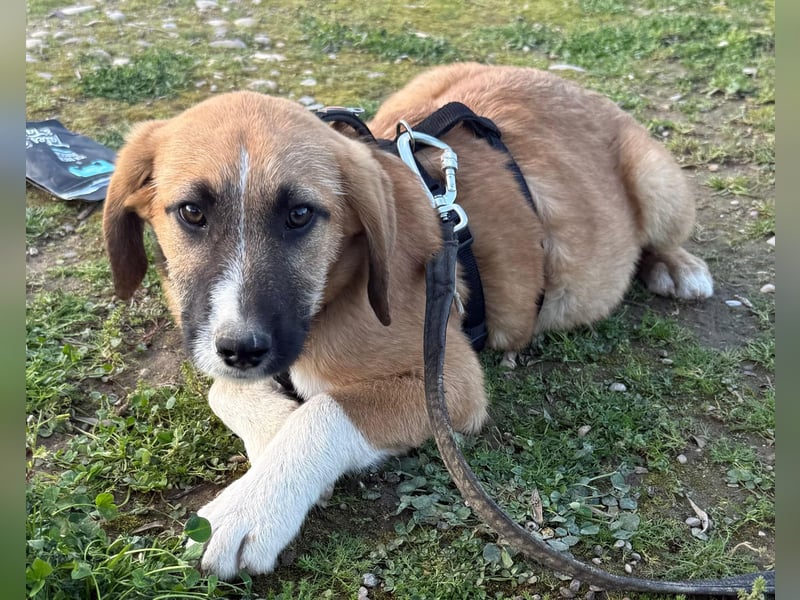 Rüde COOPER sucht ein Für-immer-Plätzchen