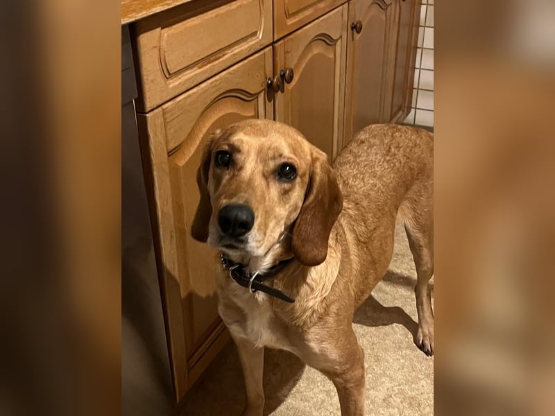 Hündin MARA sucht ein liebevolles Zuhause