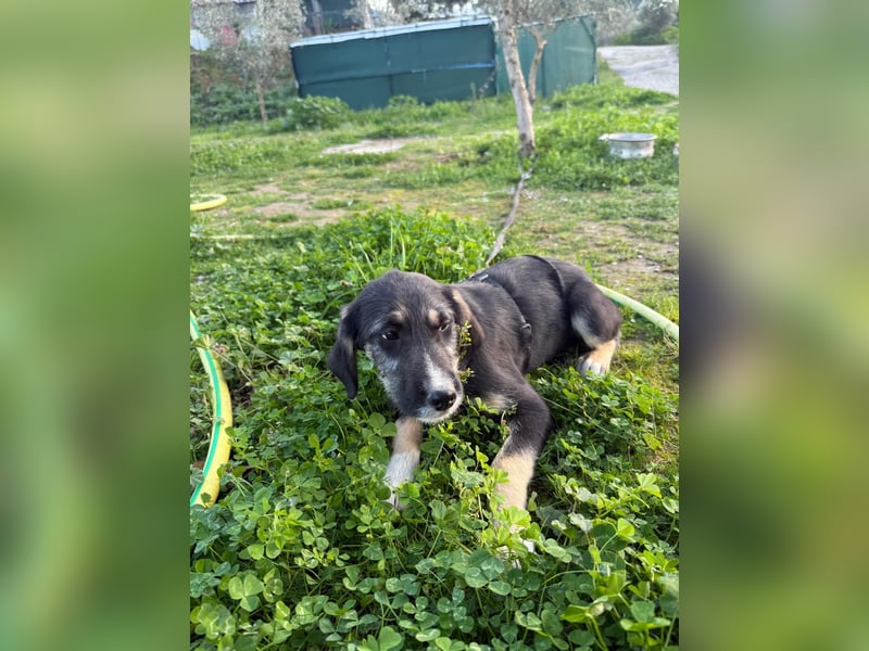 Hündin CIRI sucht ihr neues Zuhause