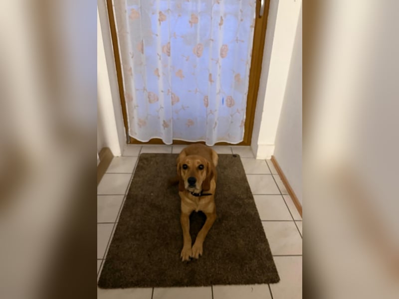 Hündin MARA sucht ein liebevolles Zuhause