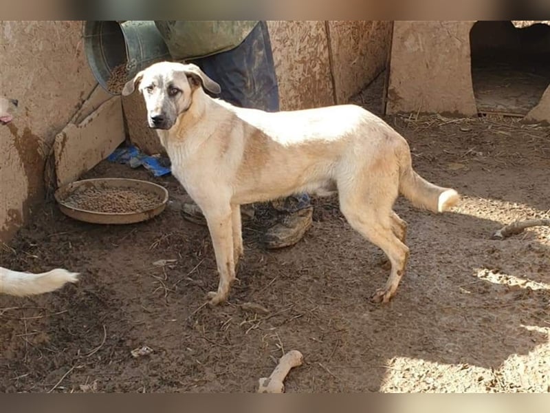 Lio soll nicht alleine zurück bleiben