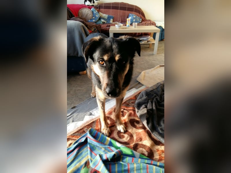 Olivia, Schönheit sucht eigenes Körbchen zum Bleiben