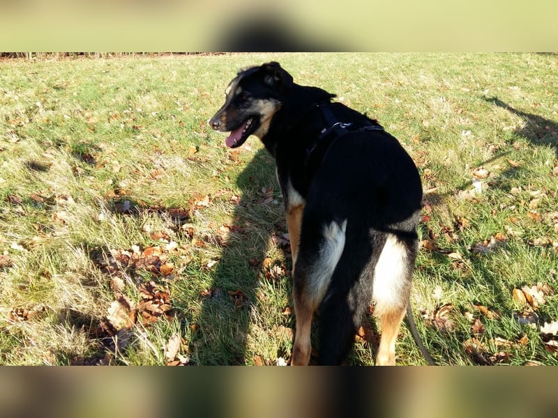 Olivia, Schönheit sucht eigenes Körbchen zum Bleiben