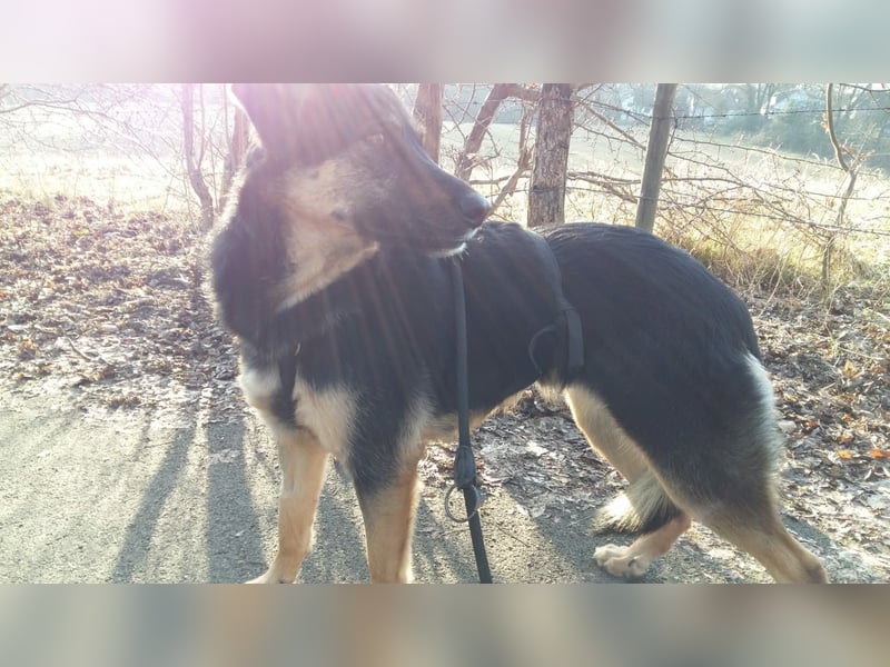 Olivia, Schönheit sucht eigenes Körbchen zum Bleiben