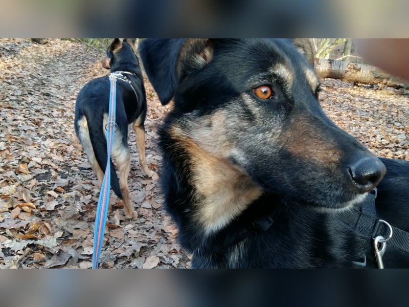 Olivia, Schönheit sucht eigenes Körbchen zum Bleiben