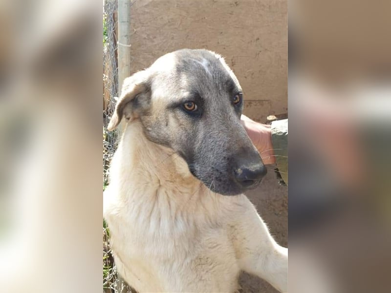 Lio soll nicht alleine zurück bleiben