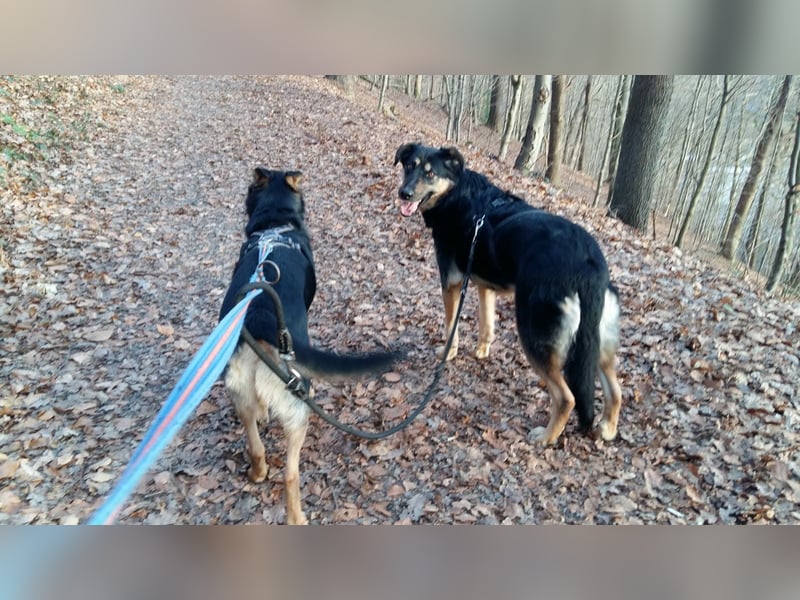 Olivia, Schönheit sucht eigenes Körbchen zum Bleiben