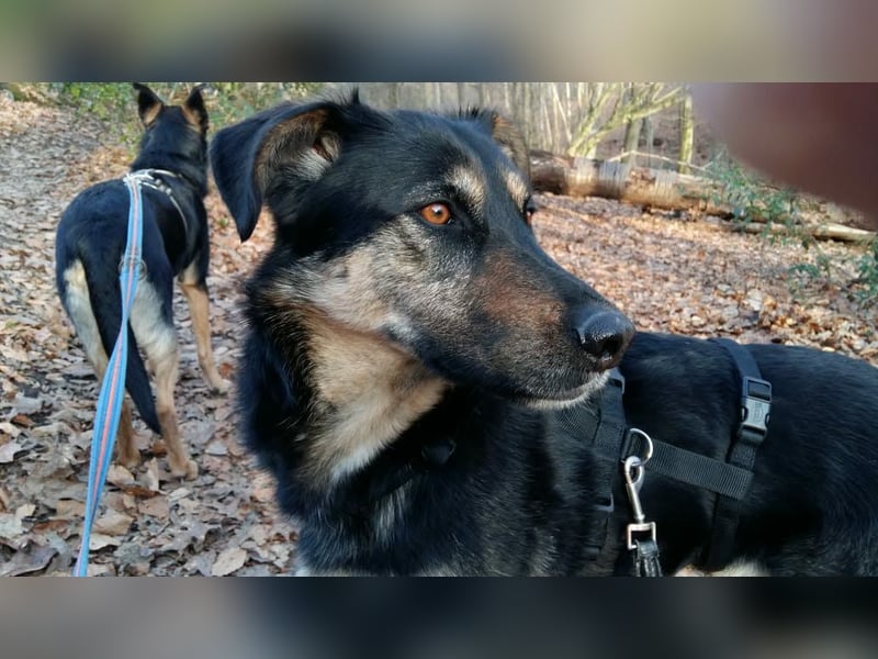 Olivia, Schönheit sucht eigenes Körbchen zum Bleiben