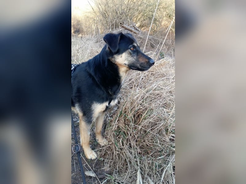 Olivia, Schönheit sucht eigenes Körbchen zum Bleiben