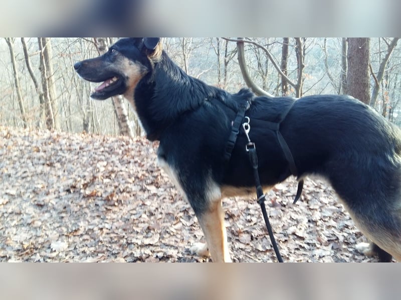 Olivia, Schönheit sucht eigenes Körbchen zum Bleiben