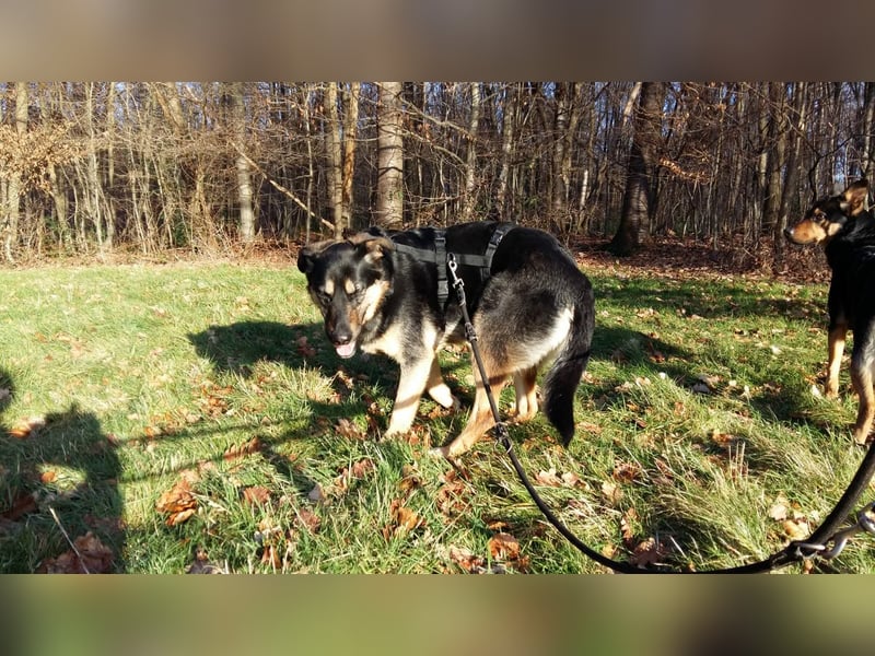 Olivia, Schönheit sucht eigenes Körbchen zum Bleiben