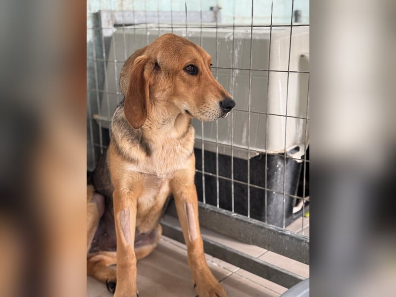 Liesel Mischlingshündin ca. 8 Monate alt in Griechenland