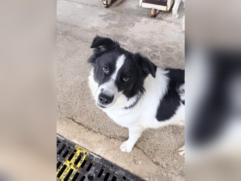 Katja Mischlingshündin ca. 1,7 Jahre alt in Griechenland