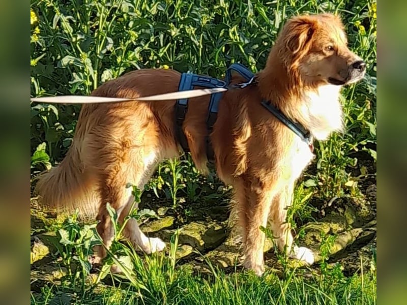 Charly Mischlingsrüde 2,5 Jahre alt in 35641 Schöffengrund
