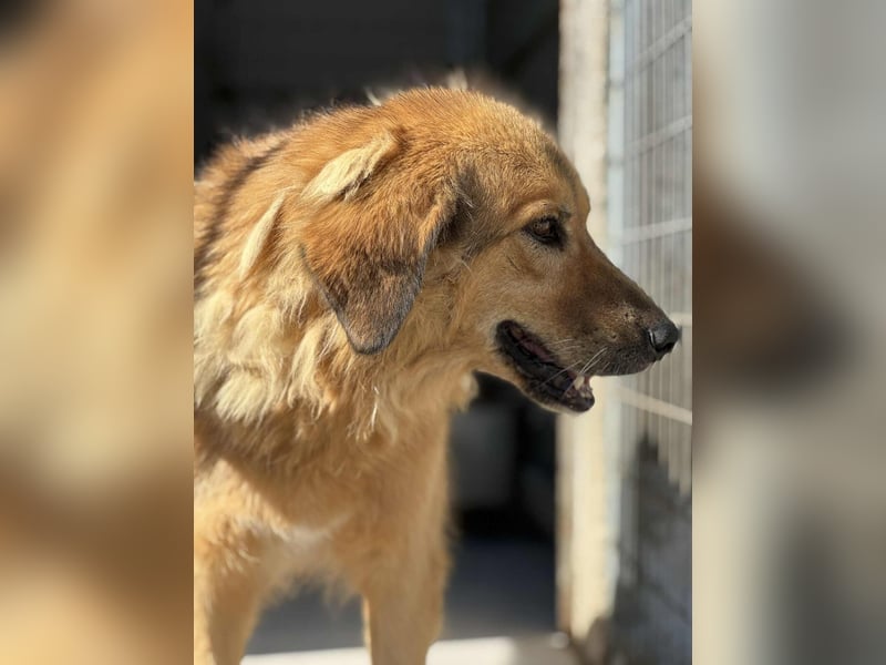 Malia liebe Mischlingshündin ca. 9 Jahre alt in Griechenland