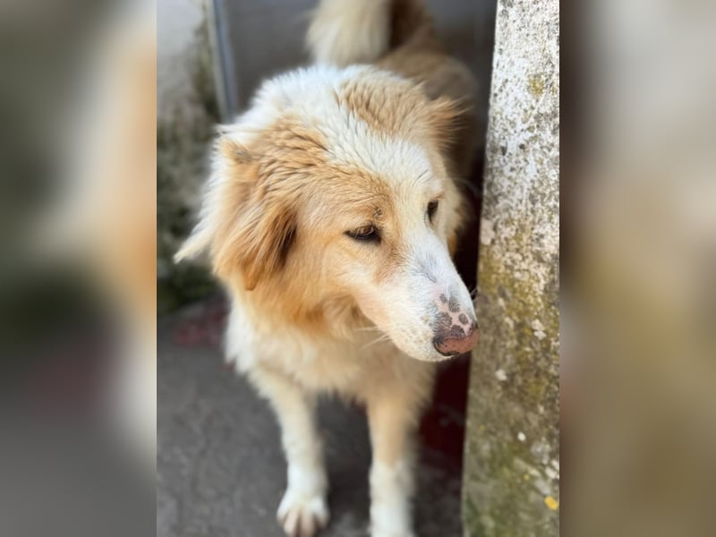 Cinti schöne Mischlingshündin ca. 3, 3 Jahre alt in Griechenland