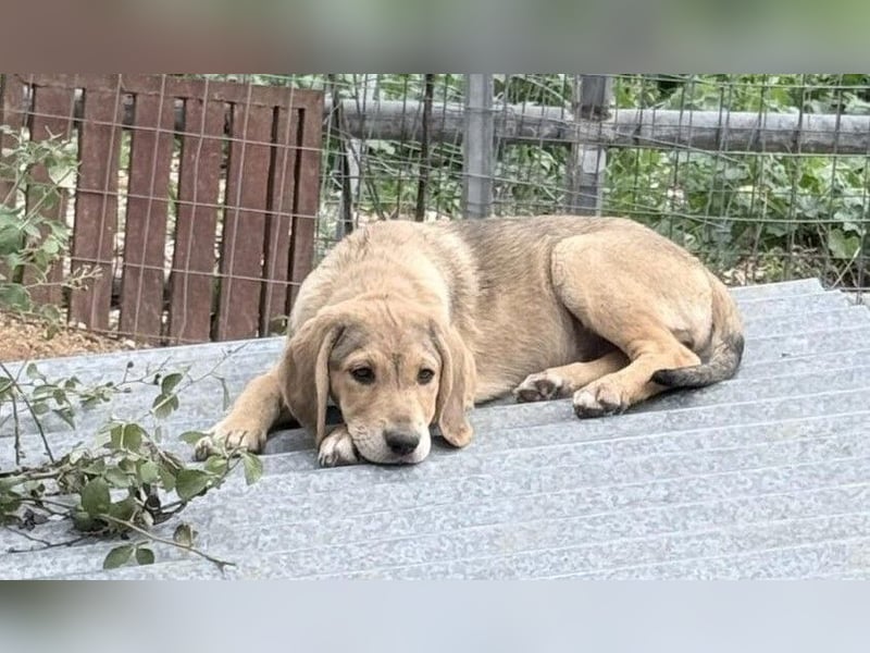 Fine Mischlingshündin ca. 6,5 Monate alt in Griechenland