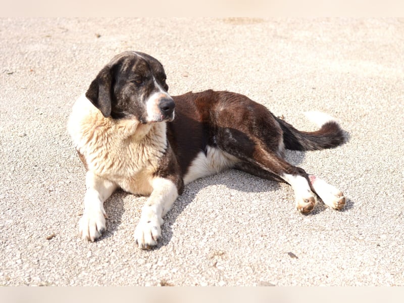 Ava Mischlingshündin ca. 5 Jahre alt in Griechenland
