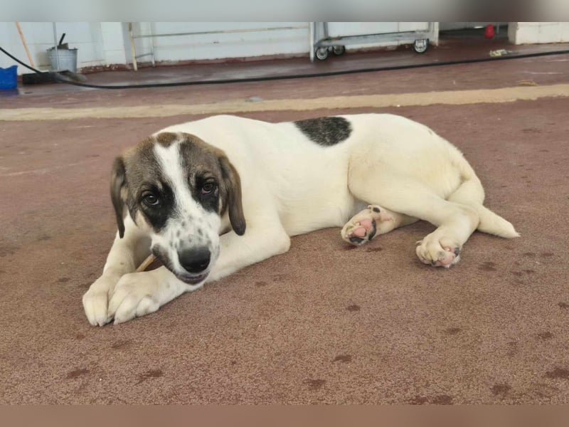 Lexa Mischlingshündin ca. 1,7 Jahre alt in Griechenland