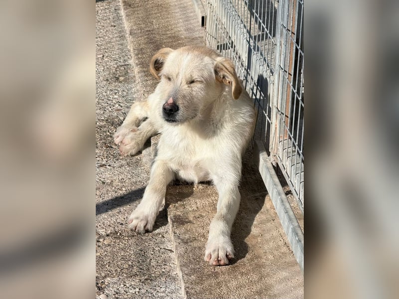 Fluffy Mischlingsrüde ca. 1 Jahr alt in Griechenland