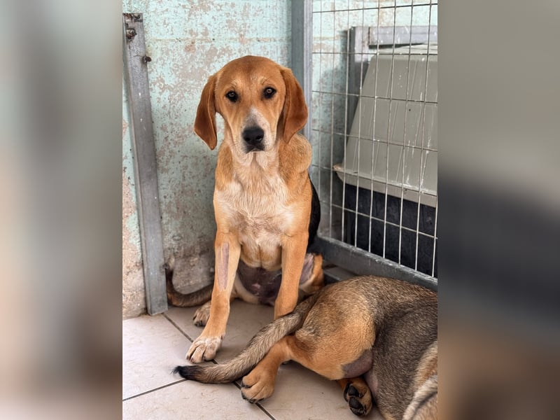 Maya Mischlingshündin ca. 8 Monate alt in Griechenland