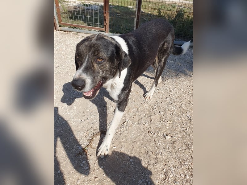 Ava Mischlingshündin ca. 4,5 Jahre alt in Griechenland