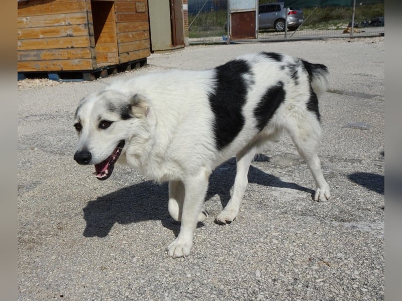 Max griech. Schäferhundmischlingsrüde ca. 4 Jahre alt  in Griechenland