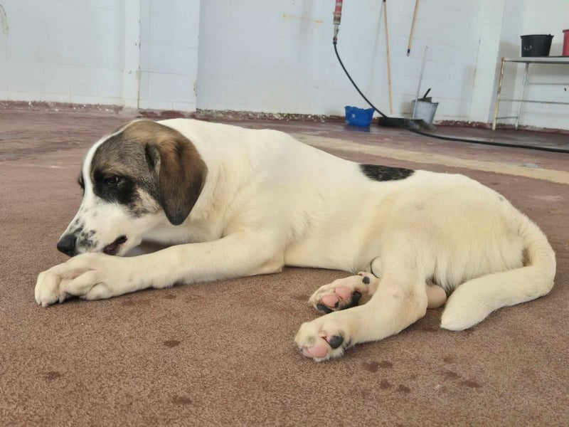 Lexa Mischlingshündin ca. 1,7 Jahre alt in Griechenland