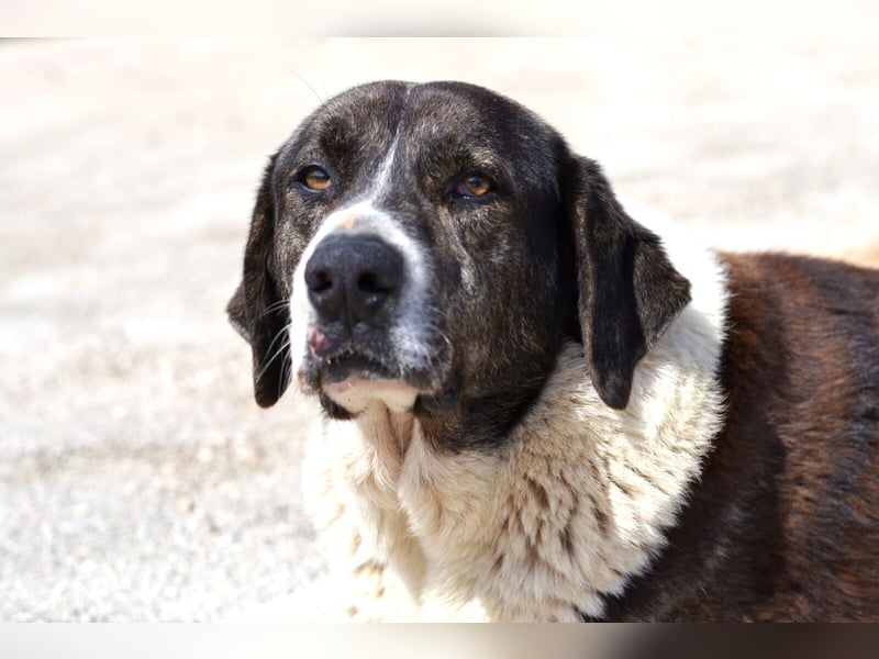 Ava Mischlingshündin ca. 5 Jahre alt in Griechenland
